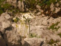 2014-08-02_06FritzPflaum-Steig (314)b.JPG